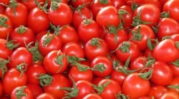 وزارة الزراعة تحدد الموعد المرتقب لتراجع أسعار الطماطم في الأسواق المحلية